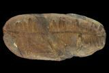 Pecopteris Fern Fossil (Pos/Neg) - Mazon Creek #92276-2